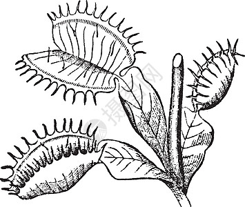 捕蝇草复古插画雕刻插图绘画黑色荆棘边缘树叶白色艺术图片