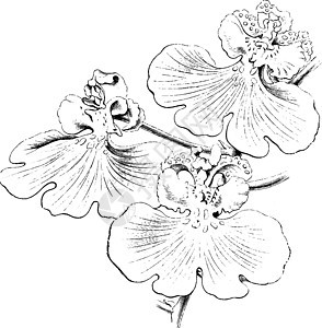 复古插画的花朵雕刻绘画绿色艺术棕色黄色花瓣插图黑色白色图片
