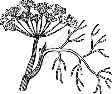 古老的插图绘画雕刻黑色白色伞形科芹菜艺术图片