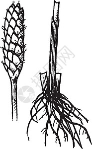 荸荠复古插画护套艺术插图绘画植物黑色雕刻叶子白色图片