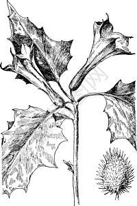 紫色 Thorn 苹果古董插图图片