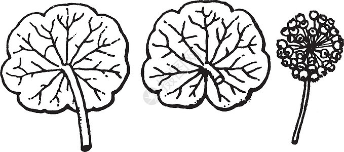 氢碳酸盐古代插图水胚雕刻黑色艺术白色水仙草绘画背景图片