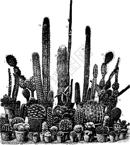 Cacti 古董插图组图片