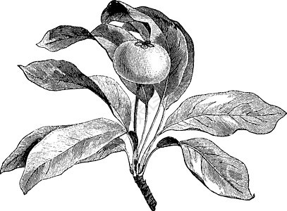 梨复古插画雕刻黑色白色水果绘画艺术植物插图图片