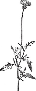 矢车菊 Moschata 复古插画图片