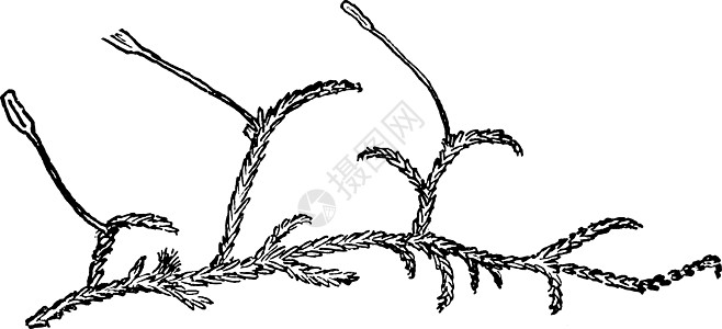 泥炭藓复古插画图片