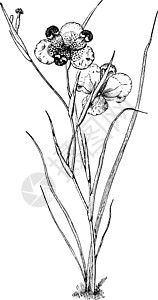 布奇费拉 植物 叶叶 兰索拉特 花瓣古董插图图片