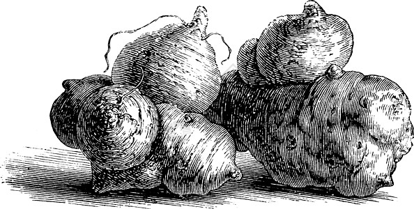 菊芋复古插画插图艺术绘画块茎白色蔬菜黑色雕刻植物图片