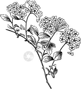 复古插画黑色植物伞形白色插图艺术托叶雕刻绘画花序图片