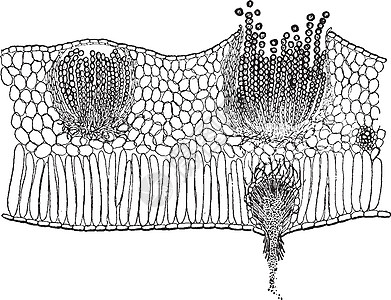 Claytonia 复古插画白色艺术绘画杯子插图雕刻锁骨黑色孢子图片