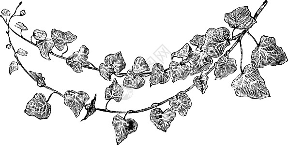 历史插图雕刻白色种植者黑色绘画艺术植物树叶图片