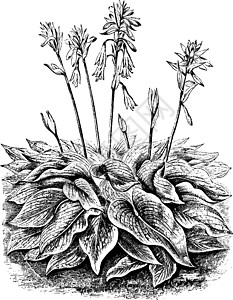 古代插图黑色绘画上行雕刻生长白色艺术植物叶子图片
