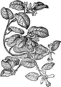 正在追踪阿布图斯的陈年插图绘画杨梅树叶艺术白色黑色雕刻植物灌木图片
