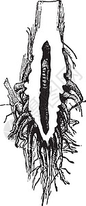 奇洛古老的插图白色绘画蛀虫甘蔗艺术黑色雕刻幼虫植物图片