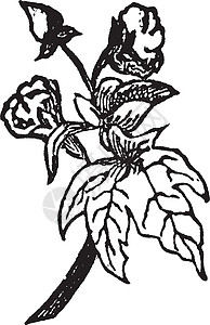 棉花植物复古插画图片