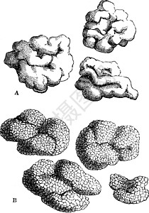 地衣复古插画黑色雕刻艺术白色绘画插图图片