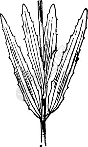 复古插画黑色牡丹科艺术白色植物雕刻绘画插图图片