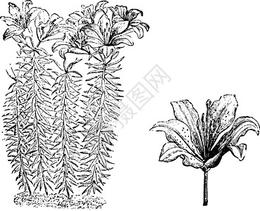 百合的习性和分离花复古它制作图案图片