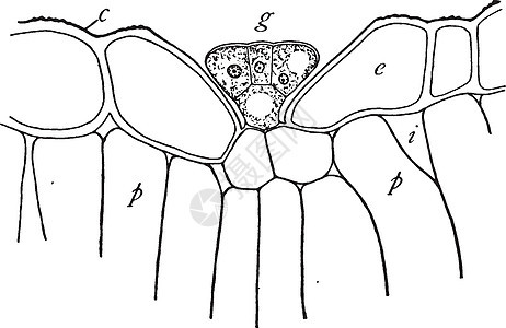 Gland 古董插图背景图片