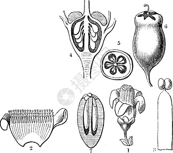 Symplocos 古董插图图片