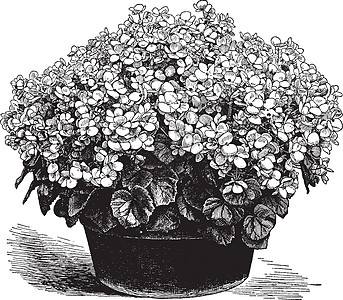年历插图艺术雕刻白色植物花瓣黑色绘画植物学背景图片