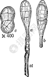 古代插图艺术孢子植物绘画黑色雕刻白色图片