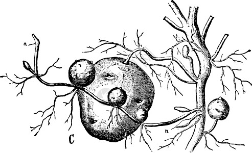 马铃薯植物复古插图的块茎图片