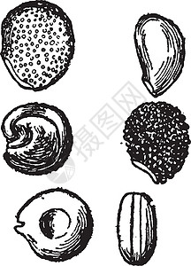 仙人掌古代插图的种子图片
