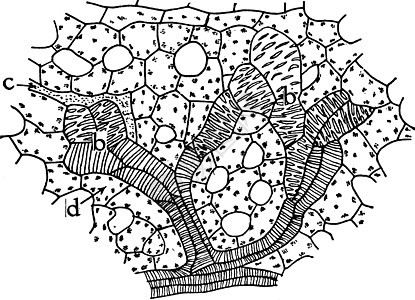 古代图解黑色雕刻插图叶子细胞质白色细胞静脉艺术表皮图片