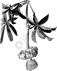复古插画之花绘画树属雕刻插图艺术黑色白色指状图片