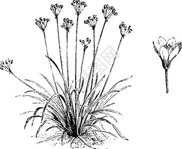 诺霍斯科德姆·佛格拉恩斯·文塔格的哈比人和被剥光的单一花朵图片