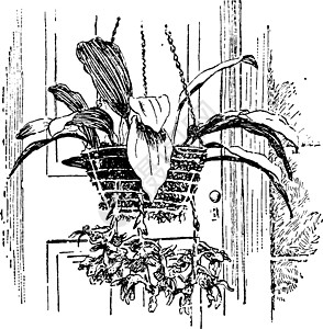 复古插画植物雕刻家庭热带艺术绘画插图黑色花朵地区背景图片