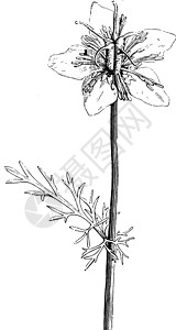花茎与 Nigella 苜蓿叶复古插画图片