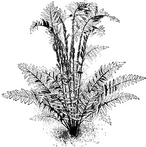 古董插图植物绘画蕨类白色艺术树叶雕刻黑色高清图片