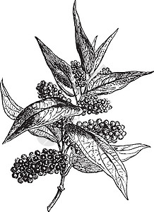 立方体复古插画插图吹笛者药品白色绘画水果黑色雕刻植物艺术图片