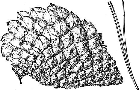 蒙特里松树古董插图的松果图片