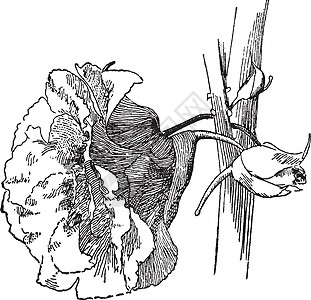 山茶花香脂复古插画植物花瓣插图白色黑色绘画艺术雕刻图片