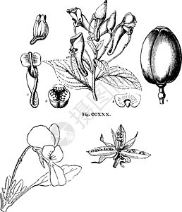 紫复古插画插图雕刻绘画白色黑色植物水果艺术图片