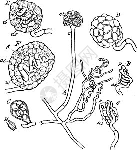 Eurotium 真菌复古插画图片