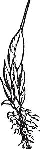 苔藓植物复古插画艺术插图树干圣杯黑色绘画白色雕刻图片