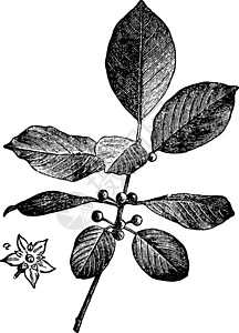 古董插图灌木鼠李白色生长绿色雕刻艺术树叶绘画黑色图片
