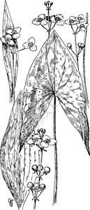 慈姑复古插画插图绘画植物黑色白色树叶艺术雕刻箭头图片