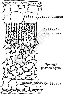 橡胶叶细胞古董插图图片