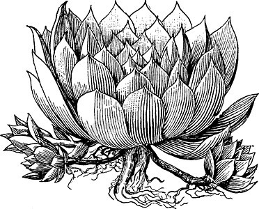 长生花 Tectorum 复古插画图片