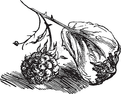 浆果复古插画黑色白色插图艺术肉质雕刻绘画水果图片