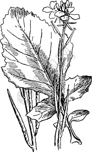 黑色芥末古董插图白色艺术地区雕刻热带植物绘画图片