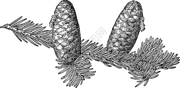 落基山冷杉复古插画的松果图片