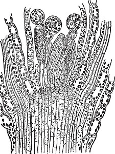 苔藓植物复古插画土壤艺术男性黑色雕刻绘画插图生长白色图片