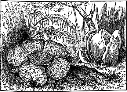 拉夫莱西亚 花朵 寄生虫 植物 巨大的古老插图图片