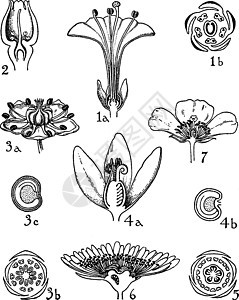 夜莺科商陆科Aizoaceae和马齿苋科vi背景图片